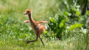 Whooping Crane chick