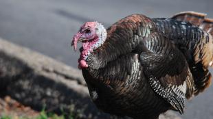 A male Wild Turkey stands at the side of an urban road, his iridescent feathers shining in sunlight, his bald head and red wattles displayed.