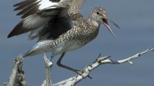 Willet perched on a branch and calling