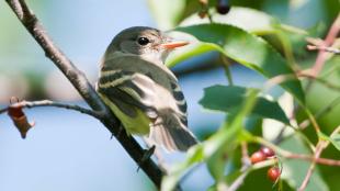 A juvenile Willow Flycatcher perched amidst greenery in partial sunlight