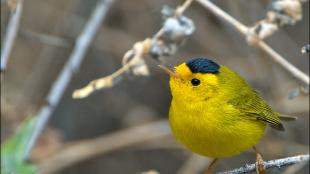 Wilson's Warbler showing its bright yellow chest and face with black "cap" coloration on its head