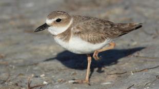 A female Wilson's Plover stands in sunlight, one leg tucked up beneath her. 