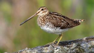 Wilson's Snipe seen in left profile, its long beak and varied brown and gold plumage offset by a white belly.