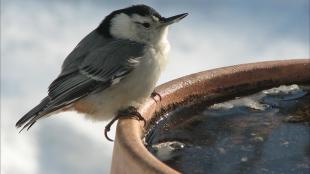 A Nuthatch perched on the edge of a partially thawed birdbath