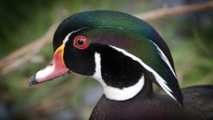 Closeup of male Wood Duck in breeding plumage, showing his bottle green long head feathers, white neck ring and bright red eye