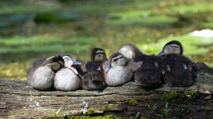 Wood ducklings