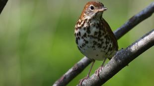 Wood Thrush faces the viewer, its head turned to its left while perched on a branch in filtered sunlight. 