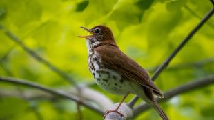 A small brown bird with white and brown spotted chest is singing, standing on a branch surrounded by greenery