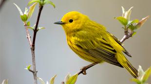 A bright yellow bird with black eyes and short sharp black beak sits on a narrow branch with new leaves showing.