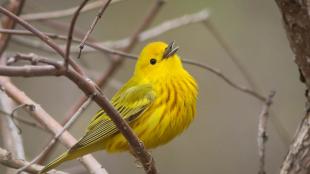 Yellow Warbler singing, and showing bright yellow body with vertical rust colored stripes
