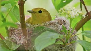 Yellow Warbler on nest