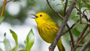 A bright yellow bird with brown streaks on its breast is singing while perched on a branch