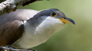 A bird with a white throat, grey head, and light brown wings peeks out at the viewer. It's beak is yellow and black.