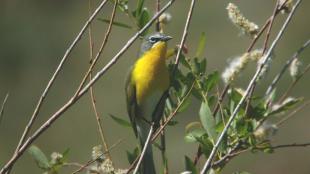 Yellow-breasted Chat perching
