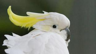 Yellow-crested Cockatoo with bright white plumage, lemon-yellow crest feather on its head, and a dark eye and beak.