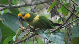 A green parrot with yellow cheeks and a black beak looks toward the viewer while perched on a branch
