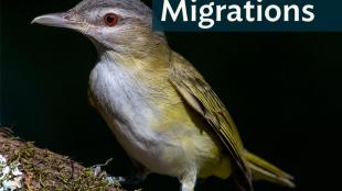 Yellow-green Vireo showing pale breast, yellow-green body and wings, and bright red shining eye