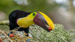 Yellow-throated Toucan with black body, yellow throat and large long bill, sitting on a berried branch