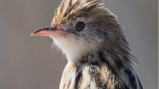Zitting Cisticola with characteristic streaking