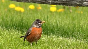 American Robin standing in sunny grass