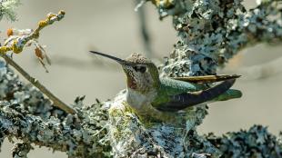 Hummingbird sitting on its tiny nest built of plant material held together with spider's silk