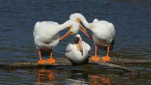 American White Pelicans