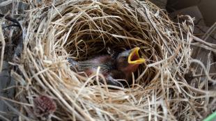 Baby bird in a cup-shaped nest
