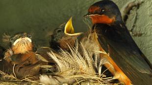 Barn Swallow at nest with hungry chicks. The Barn Swallow parent has a dark blue back and reddish-orange throat, and one Barn Swallow chick has its yellow beak open, while the other Barn Swallow chick has beak closed, showing the yellow "gape" around its beak.