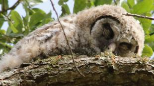 Barred Owlet napping on a branch