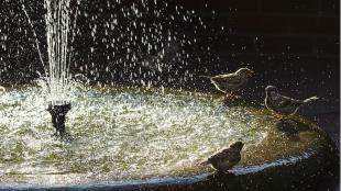 Birds enjoying birdbath sprayer