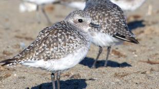 Black-bellied Plover