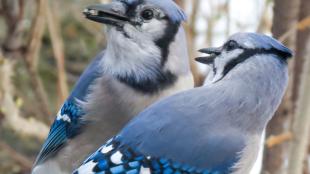 Blue Jay pair