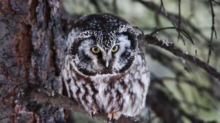 Boreal Owl, Denali NP