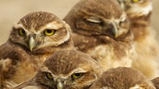 Burrowing Owl family