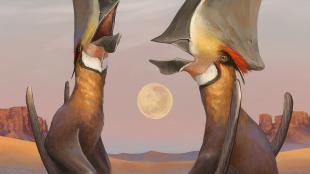 Colorful illustration of prehistoric birds by artist Júlia d'Oliveira