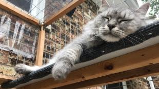 A fluffy grey cat snoozing on a padded shelf built into his secure outdoor catio.
