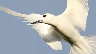 White Tern in flight