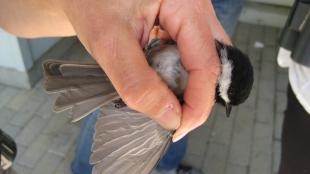 Chickadee in hand of Puget Sound Bird Observatory volunteer