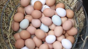 A basket full of brown, white, and light blue chicken eggs.