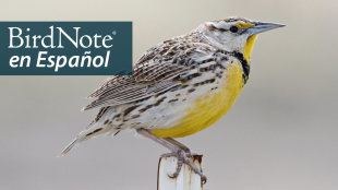 Un pequeño pájaro de rayas marrones y blancas con pecho amarillo brillante, babero negro y pico estrecho y afilado se posa en un poste de la cerca. "BirdNote en Español" aparece en la esquina superior derecha.