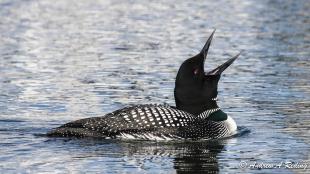 Common Loon with its head thrown back and beak open as it calls, while floating on rippled blue water 