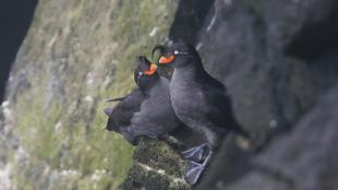 A pair of Crested Auklets on a rocky ledge. One is looking at the other; both are black and dark grey with pale eyes and short broad vivid orange beaks.