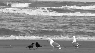Crows and gulls at the shore