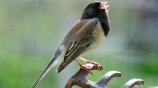 Dark-eyed Junco