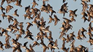 Flock of Dunlins in flight