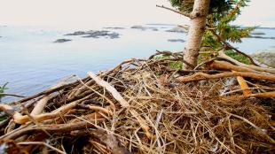 Inside view of Bald Eagle's nest lined with dried kelp, with 