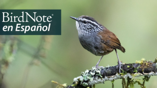 Gray-breasted Wood-Wren on a lichen covered tree branch