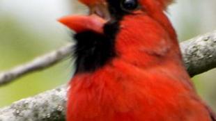 A male Northern Cardinal singing