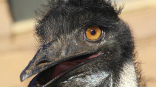 Close up of Emu