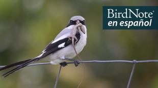 A Loggerhead Shrike has a reptile in its beak. The BirdNote en español logo appears in the top right corner of the image.